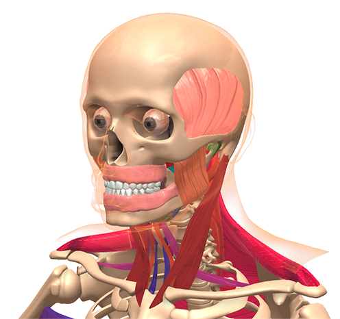 Visuel anatomie - logiciel 3D