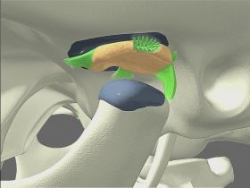 Anatomy of the Temporomandibular Joint (TMJ)