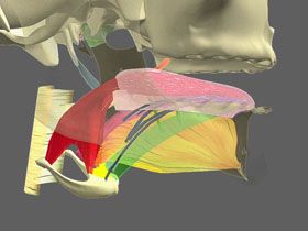 Anatomy of the tongue muscles