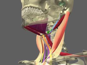 Anatomie des muscles supra et infra-hyoidiens