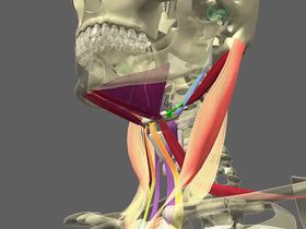 Anatomy of the supra and infra-hyoide muscles