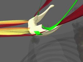 Anatomie des muscles supra-hyoidiens