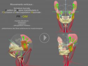 Dynamics of the masticatory muscles