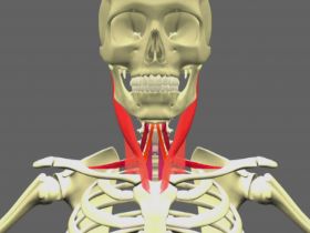 Anatomy of the infra-hyoid muscles