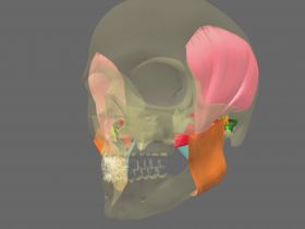 Anatomy of the masticatory muscles