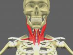 Anatomy of the infra-hyoid muscles