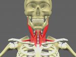 Anatomie des muscles infra-hyodiens