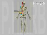 DAM Adaptive major: General Posture Pathology